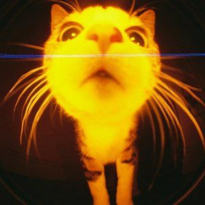 Meet your Posher, Tafuca